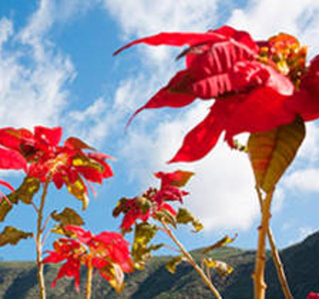 Flores de Noche Buena