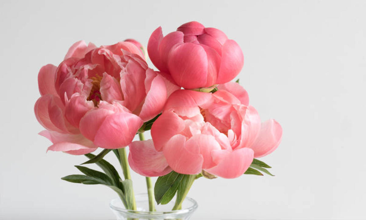 Peonies