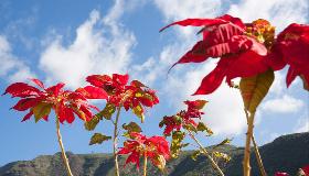 Flores de Noche Buena