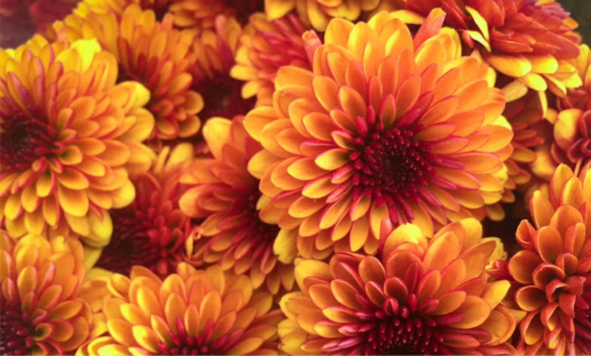 De komst van de chrysant
