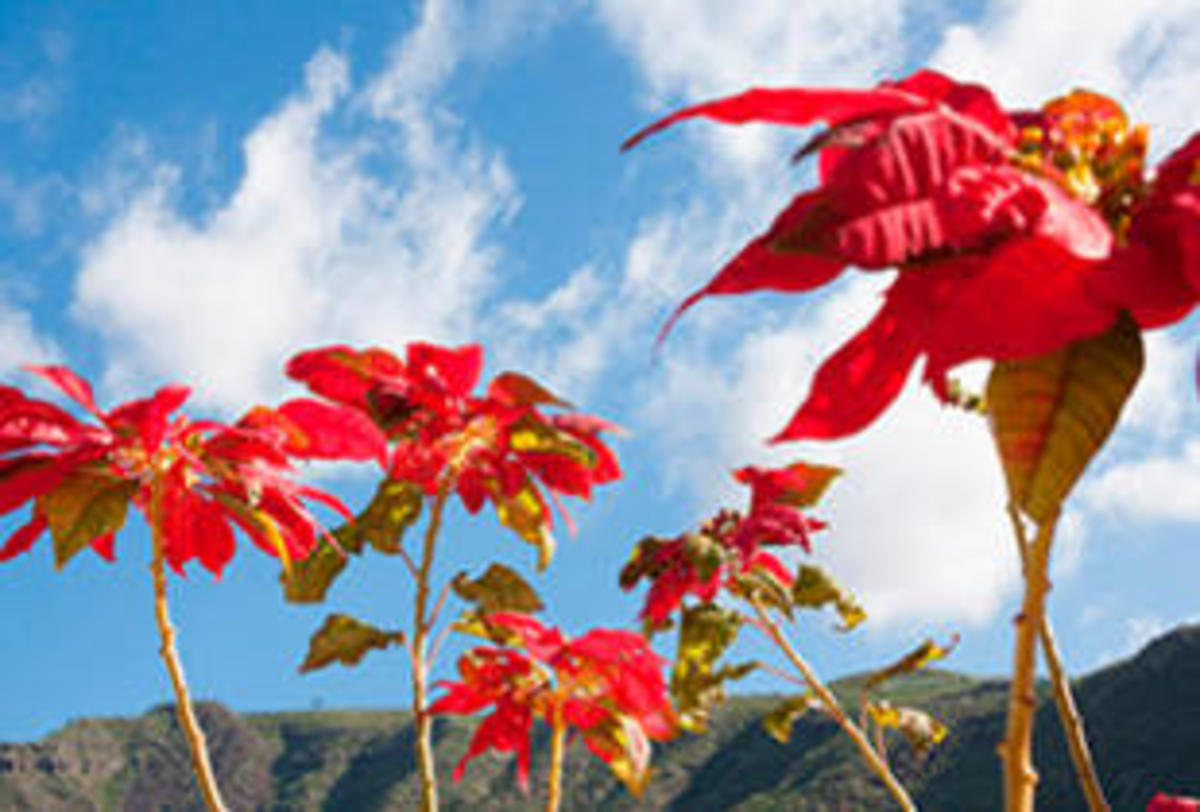 Flores de Noche Buena