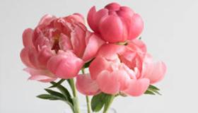 Peonies