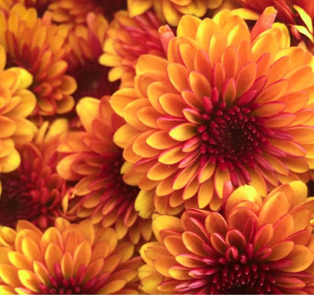 De komst van de chrysant