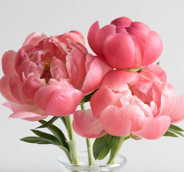 Peonies