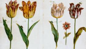 De Tulp! Onze tulpenvelden zijn Hollandse Glorie met een rijke geschiedenis