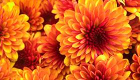 De komst van de chrysant