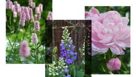 Welke plukbloemen bloeien in de zomer?